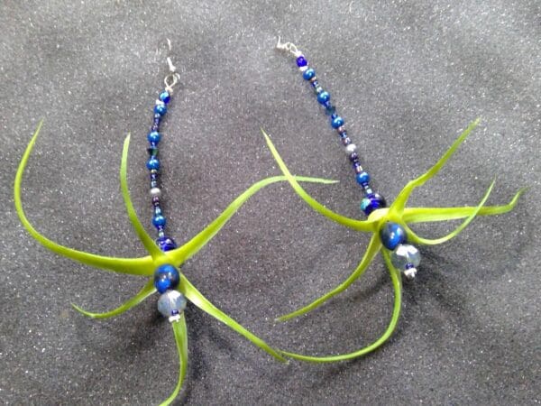 Air plant Electric Blue Earrings - Image 2