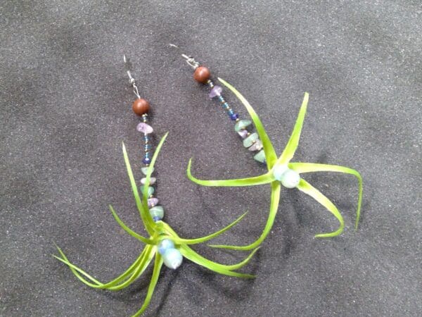 Air Plant Grounded Earth Earrings - Image 2